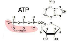Adenosintriphospaht das ATP
