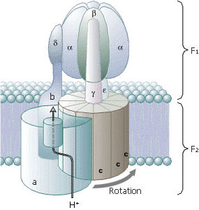 ATPase Produktion ATP