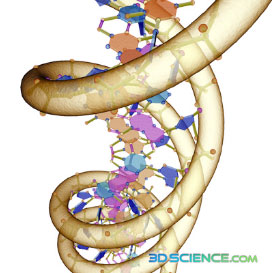 DNA die Desoxyribonukleinsäure 