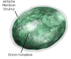 Lysosomen und Reaktion