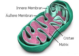 Mitochondrium mit Funktion