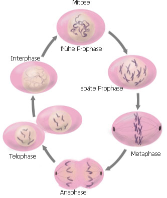 Mitose der Zelle