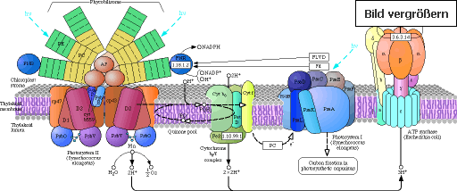 Photosynthese der Zelle