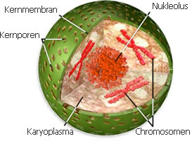 Zellkern Nukleolus der Zelle