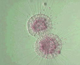 Zellteilung der Zelle