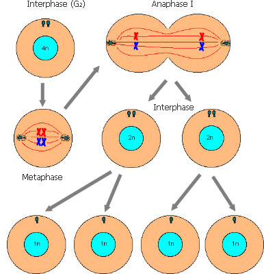 Interphase und Metaphase
