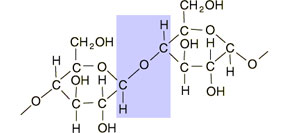 Zellulose Aufbau Zellulosemolekül