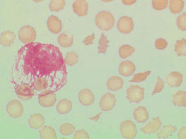 Zytologie Cytologie in der Zellbiologie 